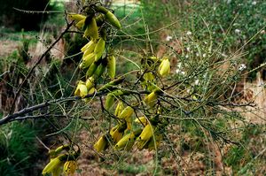 Takaka Kowhai